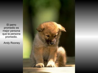 你默默的回首 El perro promedio es mejor persona que la persona promedio.   Andy Rooney 