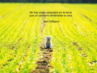 No hay mejor psiquiatra en la tierra  que un cachorro lamiéndote la cara. Ben Williams 