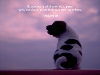 No aceptes la admiración de tu perro  como conclusión evidente de que eres maravilloso. Ann Landers 