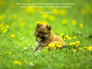 Me pregunto si los demás perros ven a los poodles  como miembros de un extraño culto religioso. Rita Rudner 