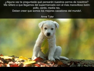 ¿Alguna vez te preguntaste qué pensarán nuestros perros de nosotros?  Me refiero a que llegamos del supermercado con el más maravilloso botín: pollo, cerdo, media res.  Deben creer que somos los mejores cazadores del mundo!. Anne Tyler 