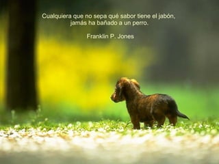 Cualquiera que no sepa qué sabor tiene el jabón,  jamás ha bañado a un perro. Franklin P. Jones 
