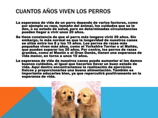 CUANTOS AÑOS VIVEN LOS PERROS
La esperanza de vida de un perro depende de varios factores, como
   por ejemplo su raza, tamaño del animal, los cuidados que se le
   den, o su estado de salud, pero en determinadas circunstancias
   pueden llegar a vivir unos 20 años.
Se tiene constancia de que el perro más longevo vivió 29 años. Sin
   embargo, lo más normal es que la longevidad de nuestros canes
   se sitúe entre los 8 y los 15 años. Los perros de razas más
   pequeñas viven más años, como el Yorkshire Terrier o el Maltés,
   que pueden superar los 20 años. Por contra, los perros de razas
   grandes, como el Mastín o el Gran Danés, tienen una esperanza de
   vida menor, en torno a unos 10 años.
La esperanza de vida de nuestros canes puede aumentar si les damos
   buenos cuidados, al igual que hacerles llevar un buen estado de
   vida. Aquí dentro encontraríamos la realización de ejercicios
   físicos y proporcionarles una buena alimentación. También es
   importante educarles bien, ya que repercutirá positivamente en la
   esperanza de vida.
 