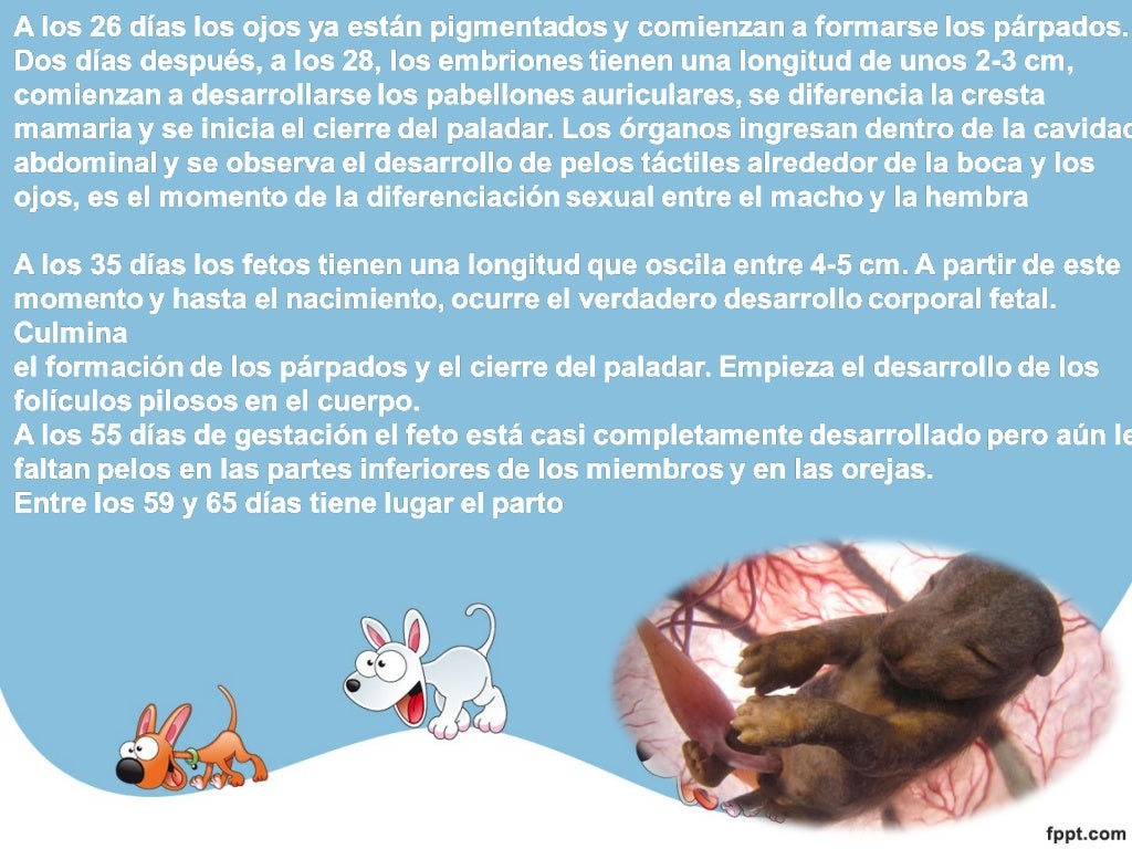 Perros Perros