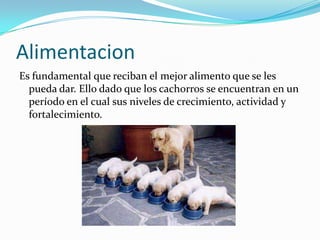 Alimentacion
Es fundamental que reciban el mejor alimento que se les
pueda dar. Ello dado que los cachorros se encuentran en un
período en el cual sus niveles de crecimiento, actividad y
fortalecimiento.
 