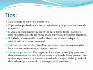 Tips:
 Dale siempre de comer a la misma hora.
 El perro siempre ha de tener a mano agua fresca y limpia,cambiala cuando
este sucia.
 Si un día se te antoja darle carne en vez de su pienso (no te lo aconsejo,
pero tu sabrás), no se la des nunca cruda, así evitaras problemas digestivos.
 Si le das la misma comida todos los días tal vez se aburra así que te
recomiendo variar de vez en cuando.
 Vitaminas y minerales: Los alimentos comerciales cuentan con todas
las vitaminas y minerales que tu perro necesita.
 Energía y proteínas: Con respecto a los aportes de energía y proteínas,
deben tener sobre las 2000Kcal y mayores al 25% en la fuente proteica. Esto
se debe a que esta en crecimiento y necesita de la mejor calidad y cantidad
de nutrientes para desarrollar todo su potencial genético.
 