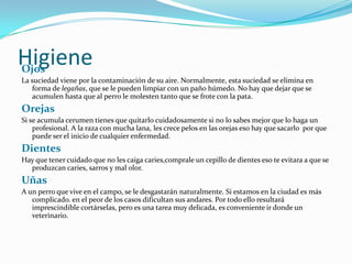 HigieneOjos
La suciedad viene por la contaminación de su aire. Normalmente, esta suciedad se elimina en
forma de legañas, que se le pueden limpiar con un paño húmedo. No hay que dejar que se
acumulen hasta que al perro le molesten tanto que se frote con la pata.
Orejas
Si se acumula cerumen tienes que quitarlo cuidadosamente si no lo sabes mejor que lo haga un
profesional. A la raza con mucha lana, les crece pelos en las orejas eso hay que sacarlo por que
puede ser el inicio de cualquier enfermedad.
Dientes
Hay que tener cuidado que no les caiga caries,comprale un cepillo de dientes eso te evitara a que se
produzcan caries, sarros y mal olor.
Uñas
A un perro que vive en el campo, se le desgastarán naturalmente. Si estamos en la ciudad es más
complicado. en el peor de los casos dificultan sus andares. Por todo ello resultará
imprescindible cortárselas, pero es una tarea muy delicada, es conveniente ir donde un
veterinario.
 