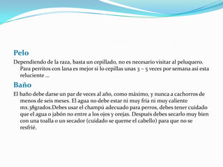 Pelo
Dependiendo de la raza, basta un cepillado, no es necesario visitar al peluquero.
Para perritos con lana es mejor si lo cepillas unas 3 – 5 veces por semana así esta
reluciente …
Baño
El baño debe darse un par de veces al año, como máximo, y nunca a cachorros de
menos de seis meses. El agua no debe estar ni muy fría ni muy caliente
mx.38grados.Debes usar el champú adecuado para perros, debes tener cuidado
que el agua o jabón no entre a los ojos y orejas. Después debes secarlo muy bien
con una toalla o un secador (cuidado se queme el cabello) para que no se
resfrié.
 