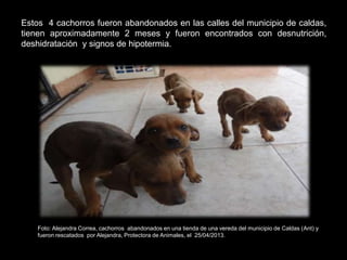 Estos 4 cachorros fueron abandonados en las calles del municipio de caldas,
tienen aproximadamente 2 meses y fueron encontrados con desnutrición,
deshidratación y signos de hipotermia.
Foto: Alejandra Correa, cachorros abandonados en una tienda de una vereda del municipio de Caldas (Ant) y
fueron rescatados por Alejandra, Protectora de Animales, el 25/04/2013.
 