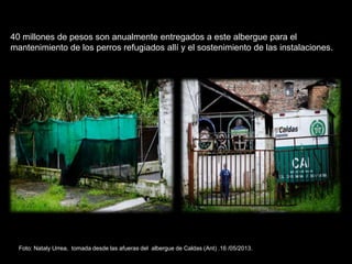 40 millones de pesos son anualmente entregados a este albergue para el
mantenimiento de los perros refugiados allí y el sostenimiento de las instalaciones.
Foto: Nataly Urrea, tomada desde las afueras del albergue de Caldas (Ant) .16 /05/2013.
 