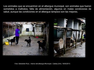 Los animales que se encuentran en el albergue municipal, son animales que fueron
sometidos a maltratos, falta de alimentación, algunos en malas condiciones de
salud, aunque las condiciones en el albergue tampoco son las mejores.
Foto: Sebastián Ruíz, interior del albergue Municipal . Caldas (Ant). 16/05/2013
 