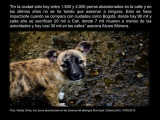 "En la ciudad sólo hay entre 1.500 y 2.000 perros abandonados en la calle y en
los últimos años no se ha tenido que asesinar a ninguno. Esto se hace
impactante cuando se compara con ciudades como Bogotá, donde hay 90 mil y
cada año se sacrifican 20 mil o Cali, donde 7 mil mueren a manos de las
autoridades y hay casi 30 mil en las calles” asevera Alvaro Múnera.
Foto: Nataly Urrea, luci perra abandonada en las afueras del albergue Municipal. Caldas (Ant). 16/05/2013.
 