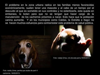 El problema en la zona urbana radica en las familias menos favorecidas
económicamente, suelen tener una mascota y al cabo de un tiempo por el
descuido al que es sometido en sus controles y no esterilizarla, esta queda en
embarazo, la botan para que no se tengan que hacer cargo de la
manutención de los cachorros próximos a nacer. Esto hace que la población
canina aumente. Y en los municipios como Caldas, la Estrella e Itagüí no
se hacen muchos esfuerzos para contrarrestar este problema de salud pública.
Foto: nataly Urrea, perrita que acaba de parir 4
cachorros. 16/05/2013.
. Foto: nataly Urrea, cría de esta perra.16/05/2013
 