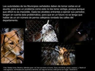 Las autoridades de los Municipios señalados deben de tomar cartas en el
asunto, para que un problema como este no les tome ventaja, porque aunque
que difícil no es imposible. Ojala los alcaldes entrantes a ejercer sus periodos
tengan en cuenta esta problemática, para que en un futuro no se tenga que
hablar de un sin número de perros callejeros rondado las calles del
departamento.
Foto: Nataly Urrea, Morena, dálmata quien se cree que tiene un tumor, Tomy uno de los pocos machos y Martin el
mas agresivo, nombrados de izquierda a derecha, son algunos de los 2.500 perros sin hogar. 16/05/2013.
 