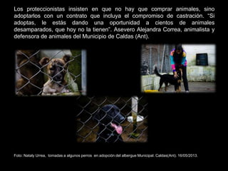 Los proteccionistas insisten en que no hay que comprar animales, sino
adoptarlos con un contrato que incluya el compromiso de castración. “Si
adoptas, le estás dando una oportunidad a cientos de animales
desamparados, que hoy no la tienen”. Asevero Alejandra Correa, animalista y
defensora de animales del Municipio de Caldas (Ant).
Foto: Nataly Urrea, tomadas a algunos perros en adopción del albergue Municipal. Caldas(Ant). 16/05/2013.
 