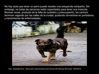 No hay duda que tener un perro puede resultar una estupenda compañía. Sin
embargo, no todas las personas están capacitadas para tener una mascota.
Muchas veces, producto de la falta de cuidados y preocupación, los caninos
terminan vagando por las calles de la ciudad, pudiendo convertirse en portadores
y transmisores de enfermedades.
Foto: Sebastián Ruíz, Bobby perro abandonado en las afueras del albergue Municipal. 16/05/2013.
 
