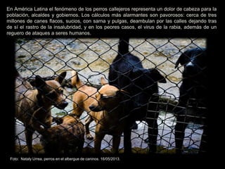 En América Latina el fenómeno de los perros callejeros representa un dolor de cabeza para la
población, alcaldes y gobiernos. Los cálculos más alarmantes son pavorosos: cerca de tres
millones de canes flacos, sucios, con sarna y pulgas, deambulan por las calles dejando tras
de sí el rastro de la insalubridad, y en los peores casos, el virus de la rabia, además de un
reguero de ataques a seres humanos.
Foto: Nataly Urrea, perros en el albergue de caninos. 16/05/2013.
 
