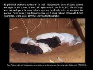 El principal problema radica en la fácil reproducción de la especie canina
en especial en zonas rurales del departamento de Antioquia, sin embargo
eso no excluye a la zona urbana que es de donde más se escapan los
perros. “Una perra y su descendencia, en 7 años habrán procreado 5.432
cachorros, y una gata, 509.097”, revela Baldisserotto.
Foto: Alejandra Correa, hijos de sasha encontrados en un barranco que ella misma cabo. Caldas (Ant) 17/04/2013.
 