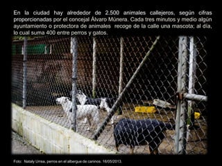 En la ciudad hay alrededor de 2.500 animales callejeros, según cifras
proporcionadas por el concejal Álvaro Múnera. Cada tres minutos y medio algún
ayuntamiento o protectora de animales recoge de la calle una mascota; al día,
lo cual suma 400 entre perros y gatos..
Foto: Nataly Urrea, perros en el albergue de caninos. 16/05/2013.
 
