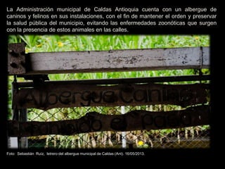 La Administración municipal de Caldas Antioquia cuenta con un albergue de
caninos y felinos en sus instalaciones, con el fin de mantener el orden y preservar
la salud pública del municipio, evitando las enfermedades zoonóticas que surgen
con la presencia de estos animales en las calles.
Foto: Sebastián Ruíz, letrero del albergue municipal de Caldas (Ant). 16/05/2013.
 