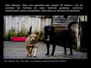 Éste albergue tiene una capacidad para refugiar 40 caninos y son de
prioridad las hembras en calor, hembras gestantes, cachorros
abandonados, perros atropellados, todos estos en situación de abandono.
Foto: Sebastián Ruíz, Mia y Maica, en el albergue municipal de Caldas (Ant) 16/05/2013
 