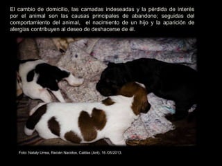 El cambio de domicilio, las camadas indeseadas y la pérdida de interés
por el animal son las causas principales de abandono; seguidas del
comportamiento del animal, el nacimiento de un hijo y la aparición de
alergias contribuyen al deseo de deshacerse de él.
Foto: Nataly Urrea, Recién Nacidos, Caldas (Ant), 16 /05/2013.
 