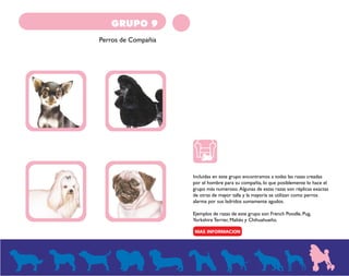 GRUPO 9
Perros de Compañia
Es la raza más pequeña del mundo, lleva el nombre del estado
más grande de la República Mexican...