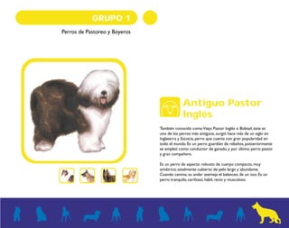 GRUPO 1
Perros de Pastoreo y Boyeros
Es una raza muy popular en México y en el mundo (sobre todo
por la serie televisiva L...