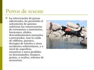 Perros de rescate
 La intervención de perros
adiestrados, ha permitido el
salvamento de quienes
sufrieran las consecuencias
de terremotos y maremotos,
huracanes, aludes,
derrumbamientos naturales
o provocados, tras la caída
de edificios, puentes,
derrapes de túneles y otros
accidentes subterráneos, y a
nivel de superficie,
encontrar a seres perdidos
en descampados, bosques,
grutas, u ocultos, rehenes de
secuestros.
 
