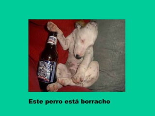 Este perro está borracho

 