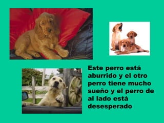 Este perro está
aburrido y el otro
perro tiene mucho
sueño y el perro de
al lado está
desesperado

 