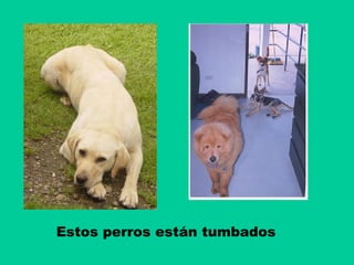 Estos perros están tumbados

 