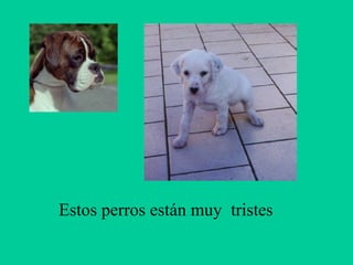 Estos perros están muy tristes

 