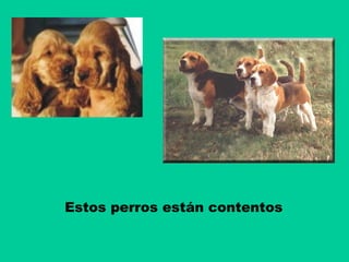 Estos perros están contentos

 