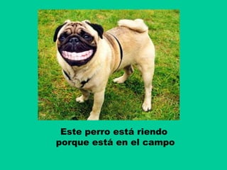 Este perro está riendo
porque está en el campo

 