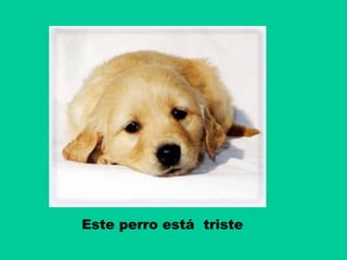 Este perro está triste

 