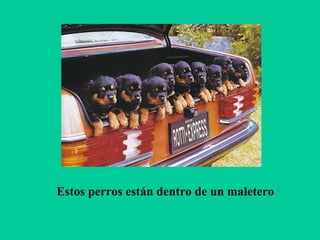 Estos perros están dentro de un maletero

 