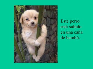 Este perro
está subido
en una caña
de bambú.
 