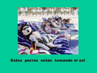 Estos perros están tomando el sol
 