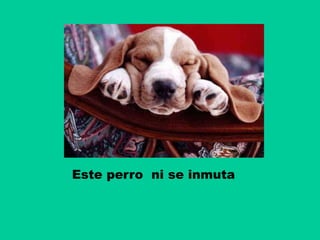 Este perro ni se inmuta
 