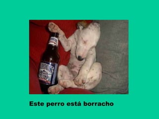 Este perro está borracho
 