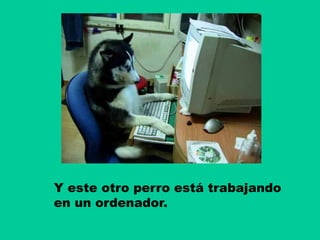 Y este otro perro está trabajando
en un ordenador.
 