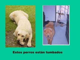 Estos perros están tumbados
 