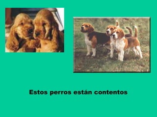 Estos perros están contentos
 