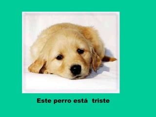 Este perro está triste
 