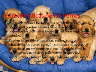 Características de los Perros
 En comparación a los lobos, los perros tienes 20% mas
pequeño el cerebro además tiene mucho mas
pequeños los dientes de lo que tienen otras especies de
canidos.
 Pueden haber diferentes razas, estilos, colores. El
carácter de los perros es según como los trates porque
si creció en un ambiente en el cual lo pegaban, no le
hacían caso y nada de cariño es normal que ellos
sientan rabia y tengan que sacar todo eso con su única
opción que es “atacando”.
 