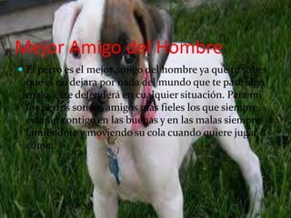 Mejor Amigo del Hombre
 El perro es el mejor amigo del hombre ya que tu sabes
que el no dejara por nada del mundo que te pase algo
malo, el te defenderá en cualquier situación. Para mi
los perros son los amigos mas fieles los que siempre
estarán contigo en las buenas y en las malas siempre
lamiéndote y moviendo su cola cuando quiere jugar o
comer.
 