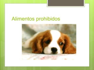 Alimentos prohibidos