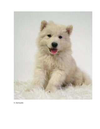 9. Samoyedo 
 
