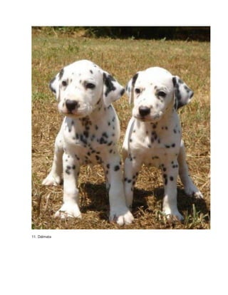 11. Dálmata 
 